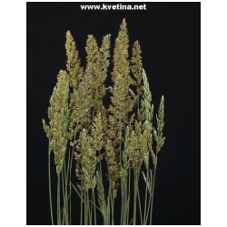 Koeleria glauca - Sm�lek
