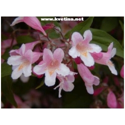 Kolkwitzia amabilis - Kolkwitzie kr�sn�