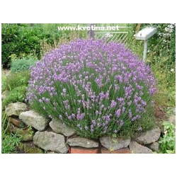 Lavandula angustifolia 'Dwarf Blue' - Levandule