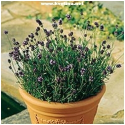 Lavandula angustifolia "Blue star" - Levandule