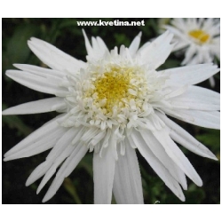 Leucanthemum maximum /Chrysanthemum/ - Kopretina velkokv�t�, koloto�n�k