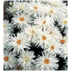 Leucanthemum vulgare 'Crasy Daisy' - Kopretina velkokv�t�, koloto�n�k