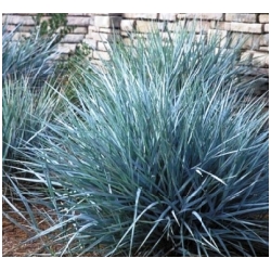 Leymus arenarius - je�menice p�se�n�