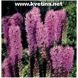 Liatris spicata 'Kobolt' - �u�karda klasnat�, shorakv�t