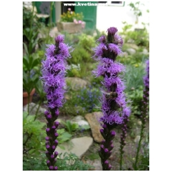 Liatris spicata 'Floristan Violet' - �u�karda klasnat�, shorakv�t