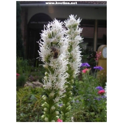 Liatris spicata 'Chneewittchen' - �u�karda klasnat�