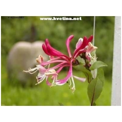 Lonicera periclymenum  - Zimolez n�meck�, koz� list, pozdn� - pnouc�