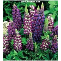 Lupinus polyphullus "Gallery Blue Shades" - Vl�� bob