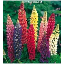 Lupinus polyphullus 'Gallery mixed' - Vl�� bob
