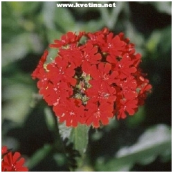 Lychnis chalcedonica - Kohoutek chalcedonsk�, ho��c� l�ska, smolni�ka