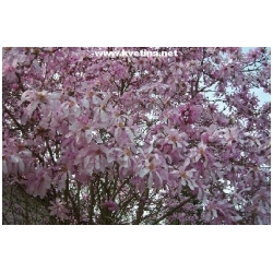 Magnolia stellata - ��cholan hv�zdokv�t�