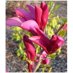 Magnolia "Susan" - ��cholan Susan  