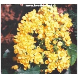 Mahonia aquifolium - Mah�nie