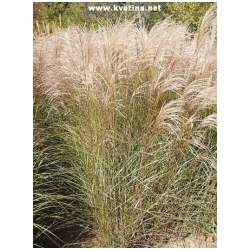 Miscanthus sinensis 'Graziella' - Ozdobnice ��nsk�