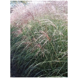 Miscanthus sinensis 'Grosse Fontaine' - Ozdobnice ��nsk�