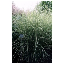 Miscanthus sinensis 'Morning Light'- Miscanthus, Ozdobnice ��nsk�