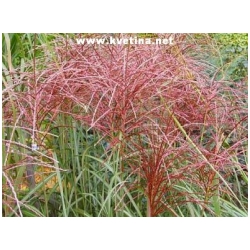 Miscanthus sinensis 'Rotsilber' - Ozdobnice ��nsk�