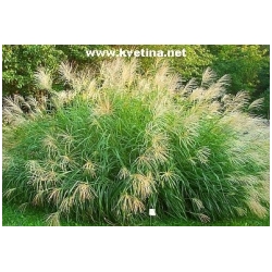 Miscanthus sinensis 'Silberfeder' - Miscanthus, Ozdobnice ��nsk�