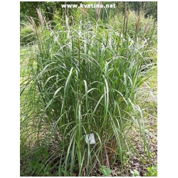 Miscanthus sinensis 'Sirene' - Ozdobnice ��nsk�