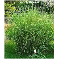 Miscanthus sinensis 'Zebrinus' - Miscanthus, Ozdobnice ��nsk� pruhovan�