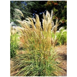 Miscanthus sinensis 'Undine' - Miscanthus, Ozdobnice ��nsk� pruhovan�