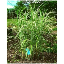 Miscanthus sinensis 'Variegatus' - Ozdobnice ��nsk� pruhovan�