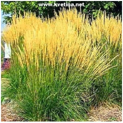 Molinia arundinacea /altissima/ 'Karl Foerster' - Bezkolenec