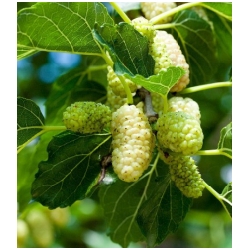 Morus alba - Moru�ovn�k b�l�