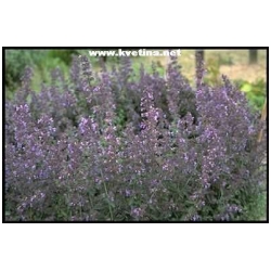 Nepeta x faassenii /mussinii/ - Nepeta Musiniho, �anta ko�i��