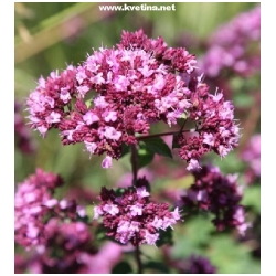 Origanum vulgare 'Compactum' - Dobromysl, Oreg�no