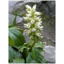 Pachysandra terminalis 'Green Carpet' - Tlustonitn�k klasnat�