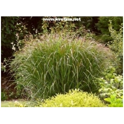Panicum virgatum 'Squaw' - Proso