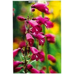 Penstemon gernet - Dra��k