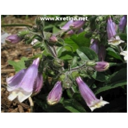 Penstemon hirsutus 'Pygmaeus' - Dra��k