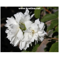 Philadelphus 'Mont Blanc' - Pustoryl, neprav� jasm�n