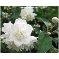 Philadelphus 'Virginal' - Pustoryl, neprav� jasm�n