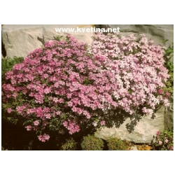 Phlox douglasii /subulata/ - Plamenka ��dlolist�, skalkov� flox