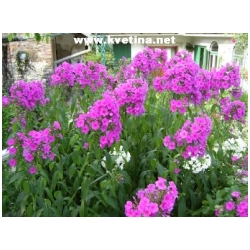 Phlox paniculata - Plamenka, flox