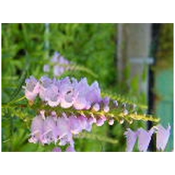 Physostegia virginiana - Fysostegie