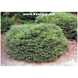 Picea abies 'Nidiformis' - Smrk ztepil� zakrsle hn�zdovit�
