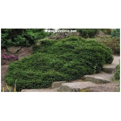 Picea abies 'Pumila Glauca' - Smrk ztepil� zakrsl�  
