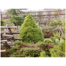 Picea glauca 'Conica' /Picea albertiana conica/ - Smrk siv� ( b�l� ) konick�
