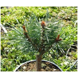 Pinus sylvestris 'Nana Argentea' - Borovice - bonsai