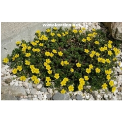 Potentilla neumanniana - Mochna