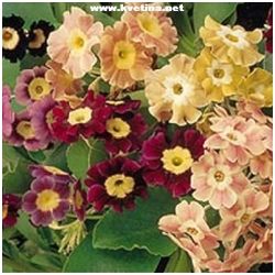 Primula auricula - Prvosenka