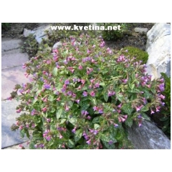 Pulmonaria officinalis - Plicn�k