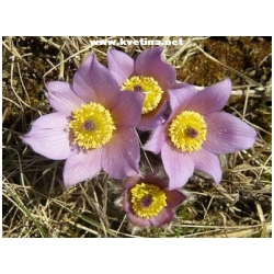Anemone pulsatila /Pulsatila vulgaris/ - Anemone, Koniklec