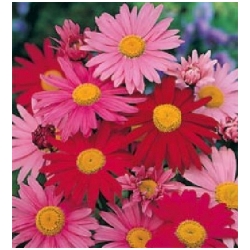 Tanacetum /Pyrethrum/ coccineum - �imbaba, pyretrum, vrati�, kopretina