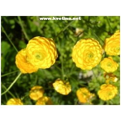 Ranunculus acris 'Multiplex' - Prysky�n�k