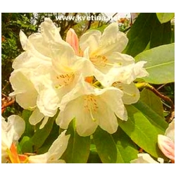 Rhododendron hybrid 'Goldfort' - Rododendron, p�ni�n�k